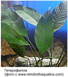 anubiasheterophylla.jpg