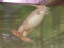 Bloated african best sale clawed frog