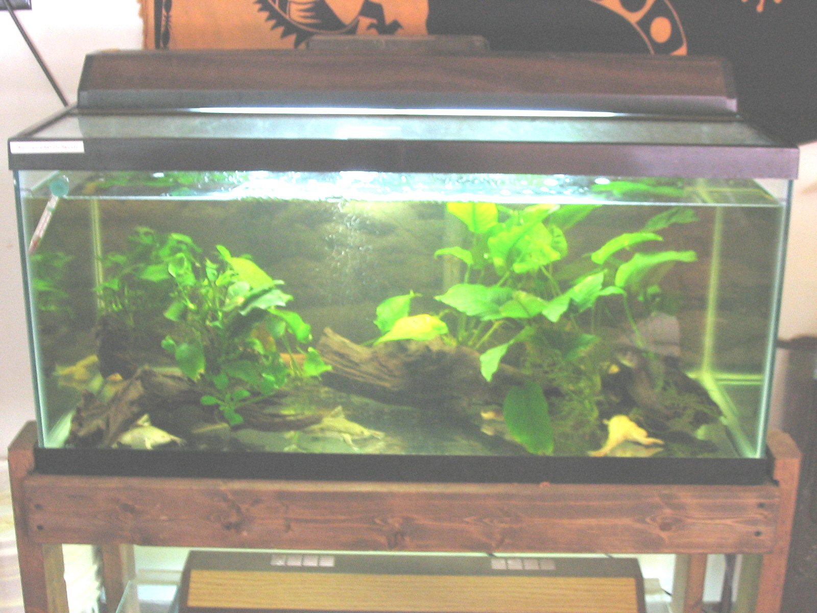 African clawed discount frog aquarium